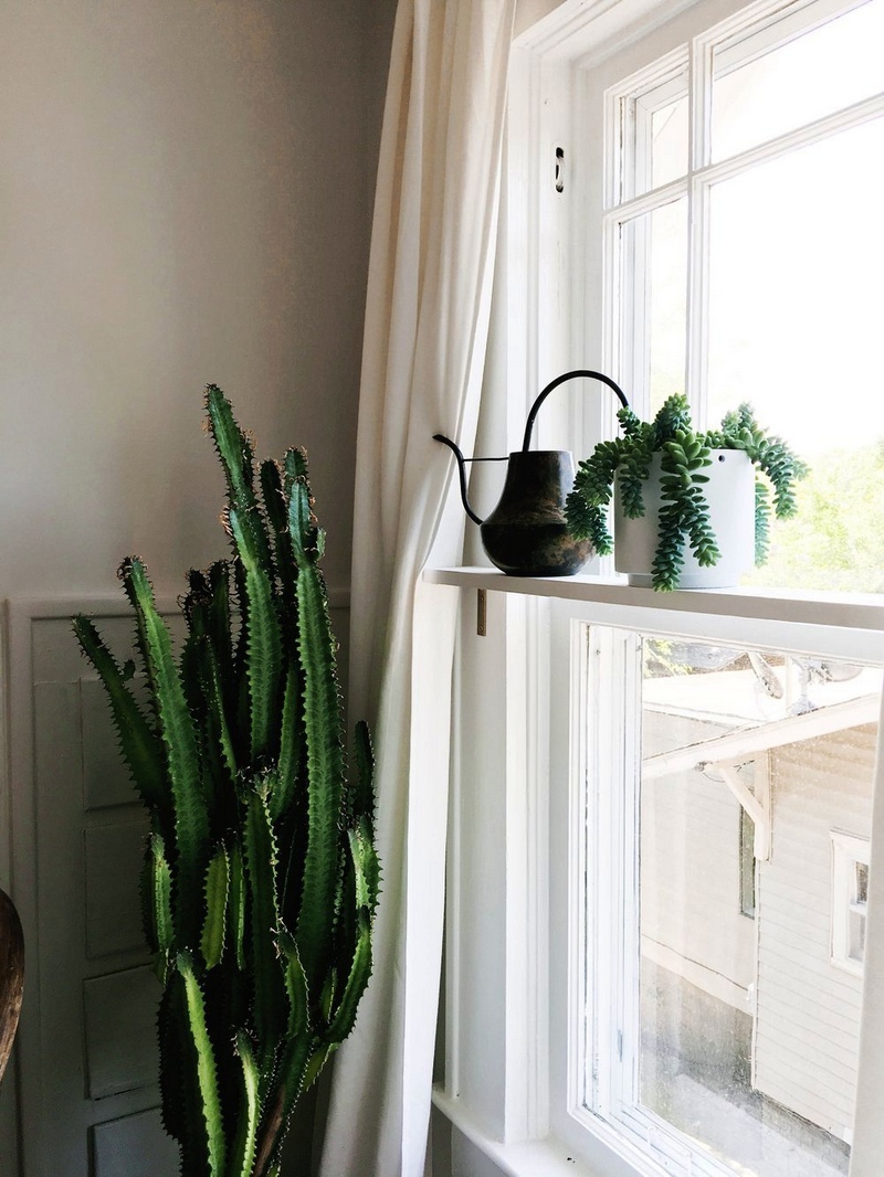 The Plant Shelf Creating More Room for Your House Plants